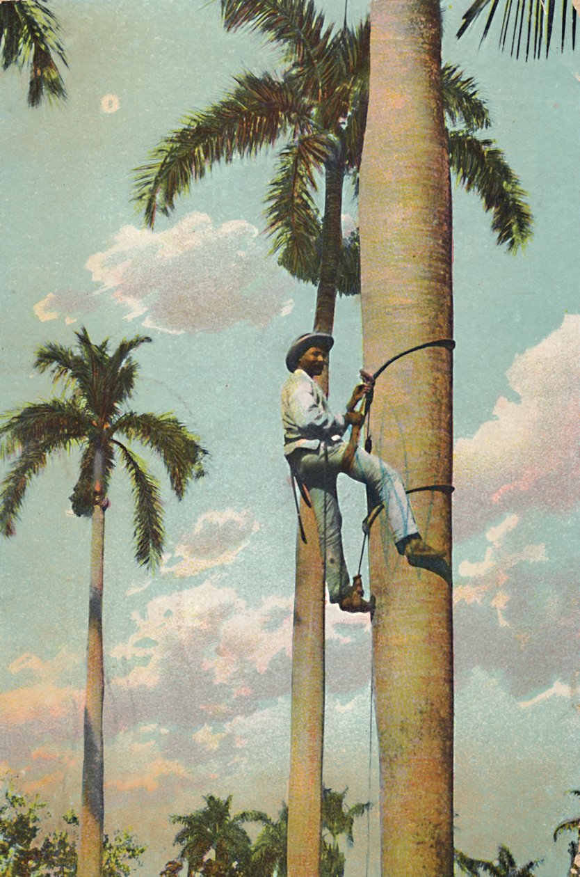 Climbing the Royal Palm - Climbing the Royal Palm, 1910. af Unbekannt