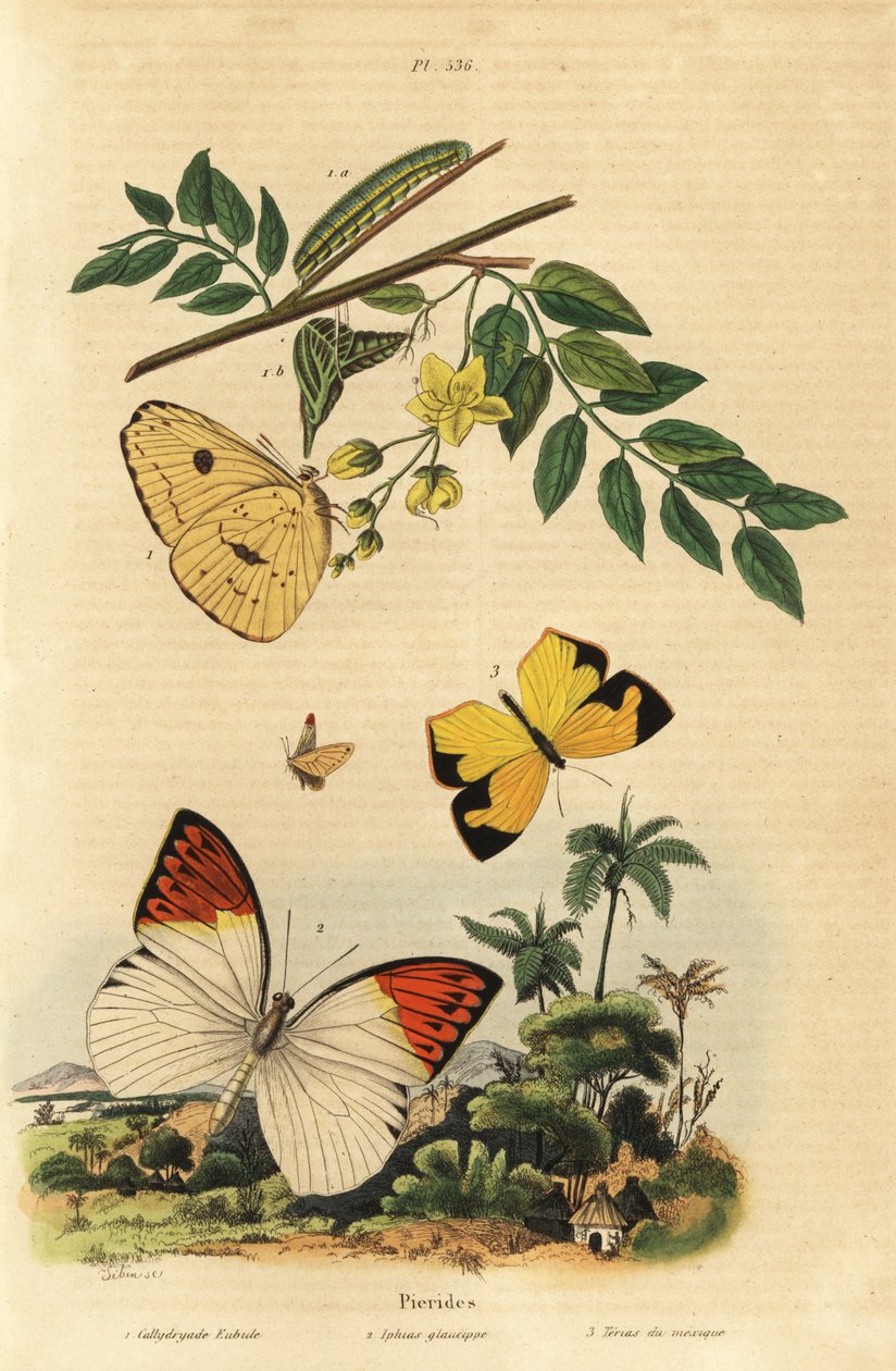 Skyfri svovl, Phoebis sennae 1, stor orange spids, Hebomoia glaucippe 2 og mexicansk gul, Eurema mexicana 3 af Unbekannt