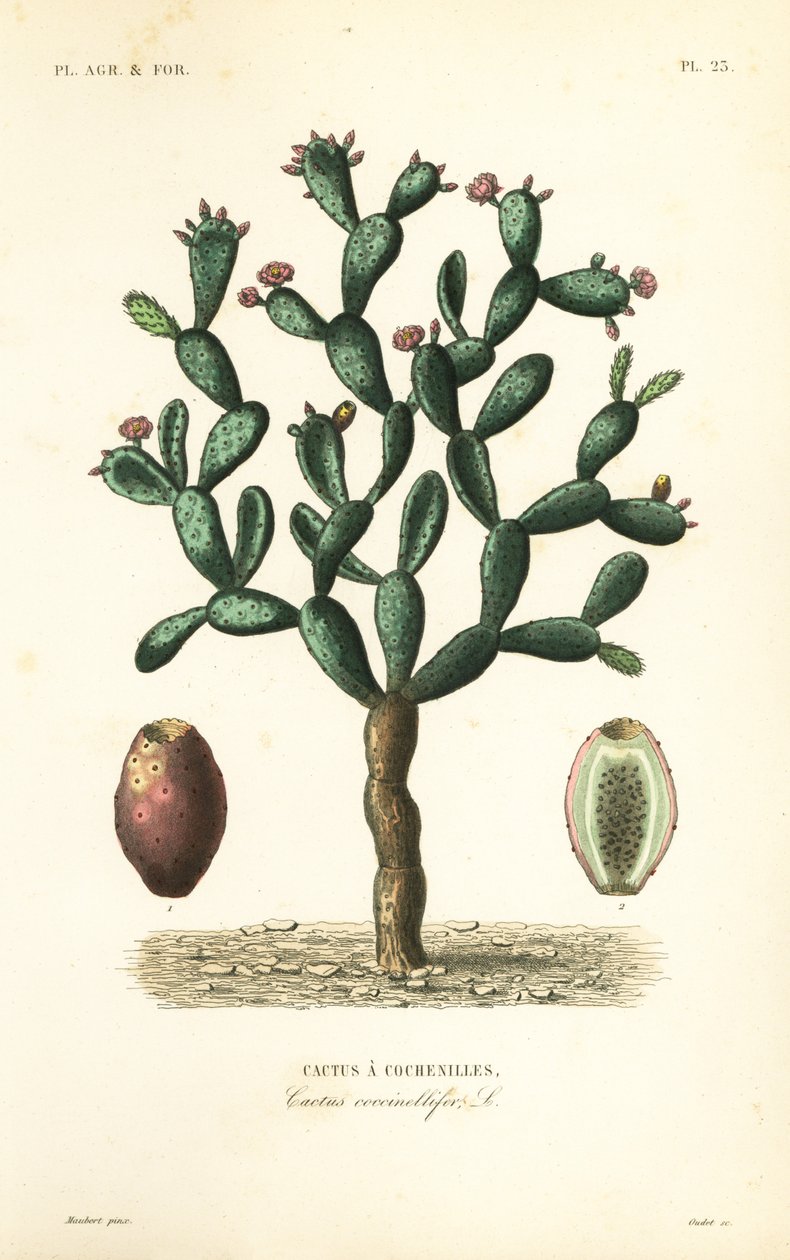Cochenillekaktus, Nopalea cochenillifera, Opuntia cochenillifera, Cactus cochenillifer, Cactus coccinellifer, Cactus a cochenilles af Unbekannt