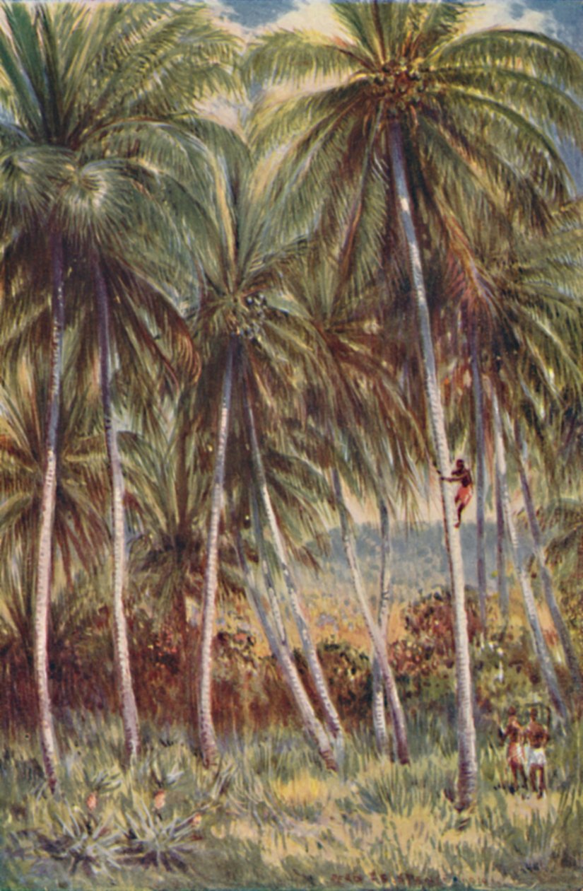 Coco-Nut Palms i det nordlige Queensland, 1923. af Unbekannt