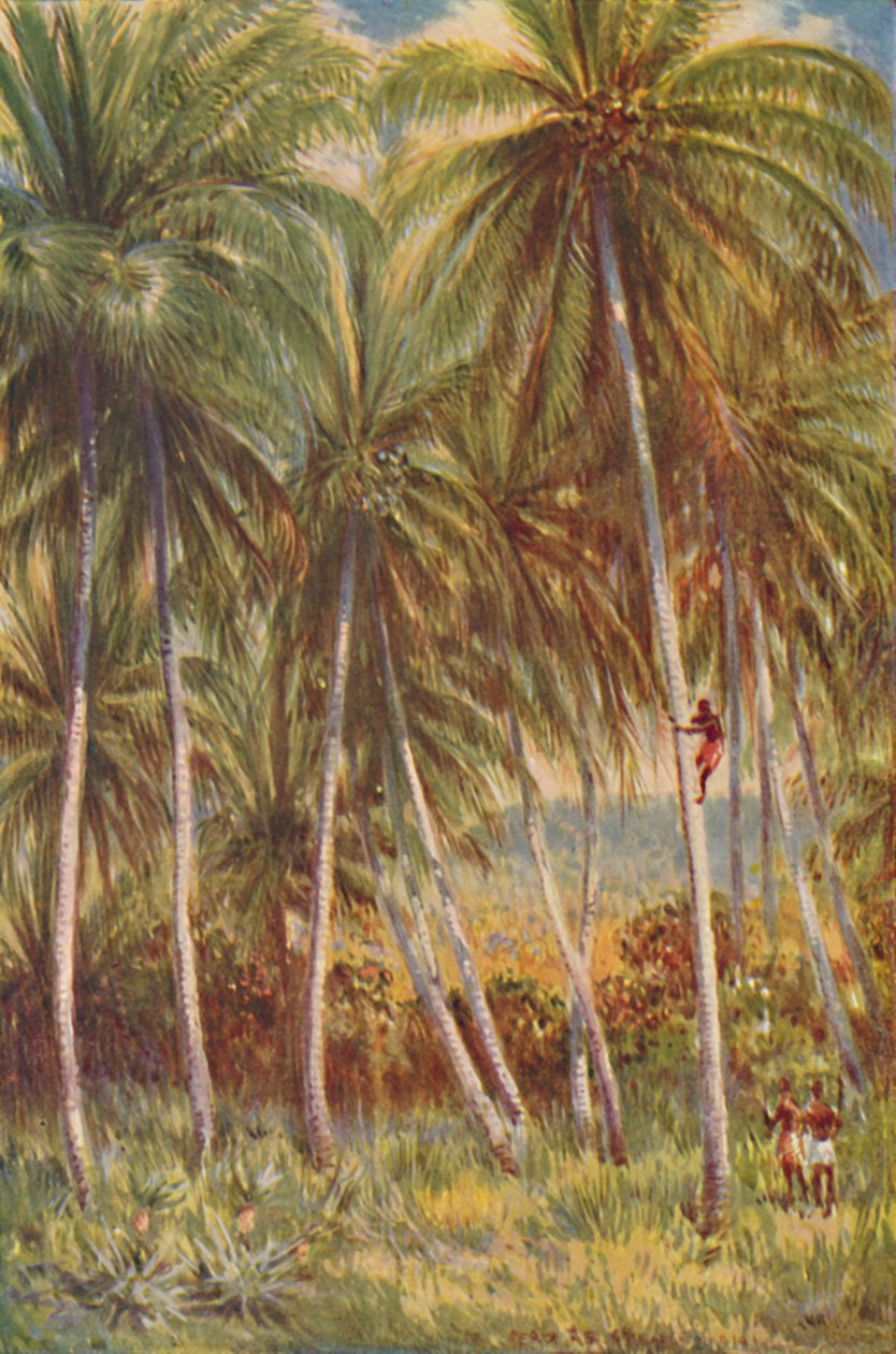 Kokosnøddepalmer, 1924 af Unbekannt