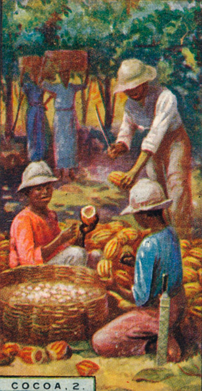 Kakao, 2. - Åbning af bælgerne, Trinidad, 1928 af Unbekannt
