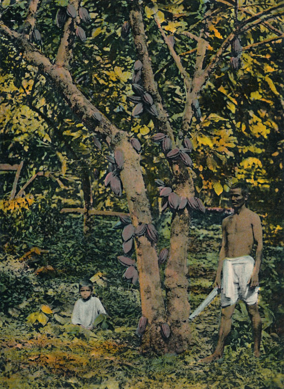 Kakao i fuld leje, Trinidad og Tobago, c1914. af Unbekannt