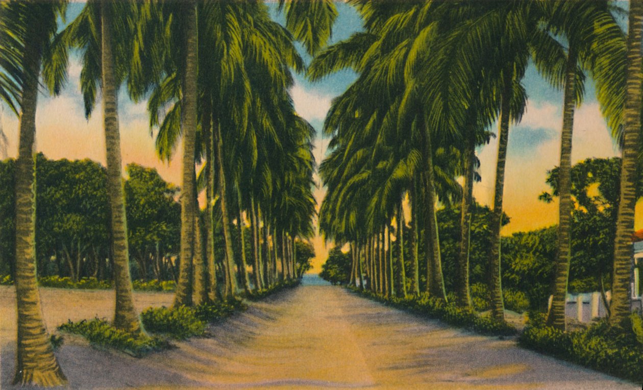 Coconut Avenue, Barranquilla, c1940