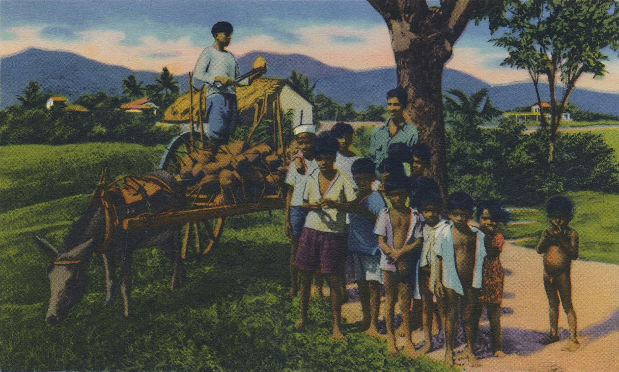 Coconut Vendor, Trinidad, B.W.I., c1940