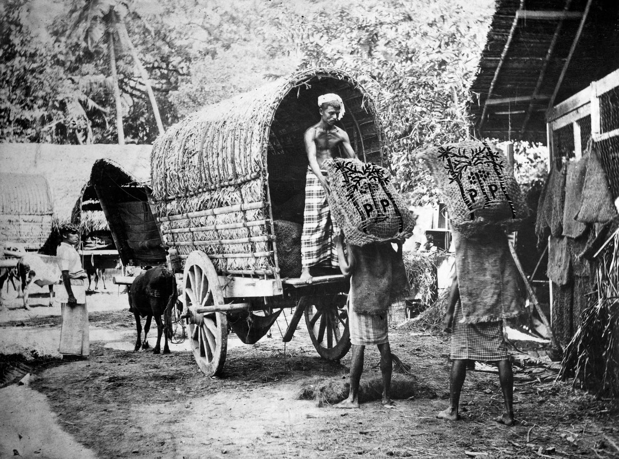 Kokosproduktion, Indien, 20. århundrede af Unbekannt