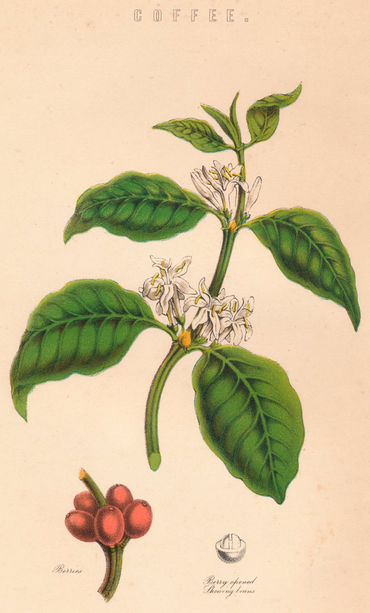 Kaffe, c1800-tallet af Unbekannt