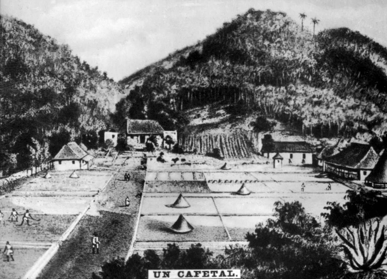 Kaffeplantage, Cuba, 1768 c1910 af Unbekannt