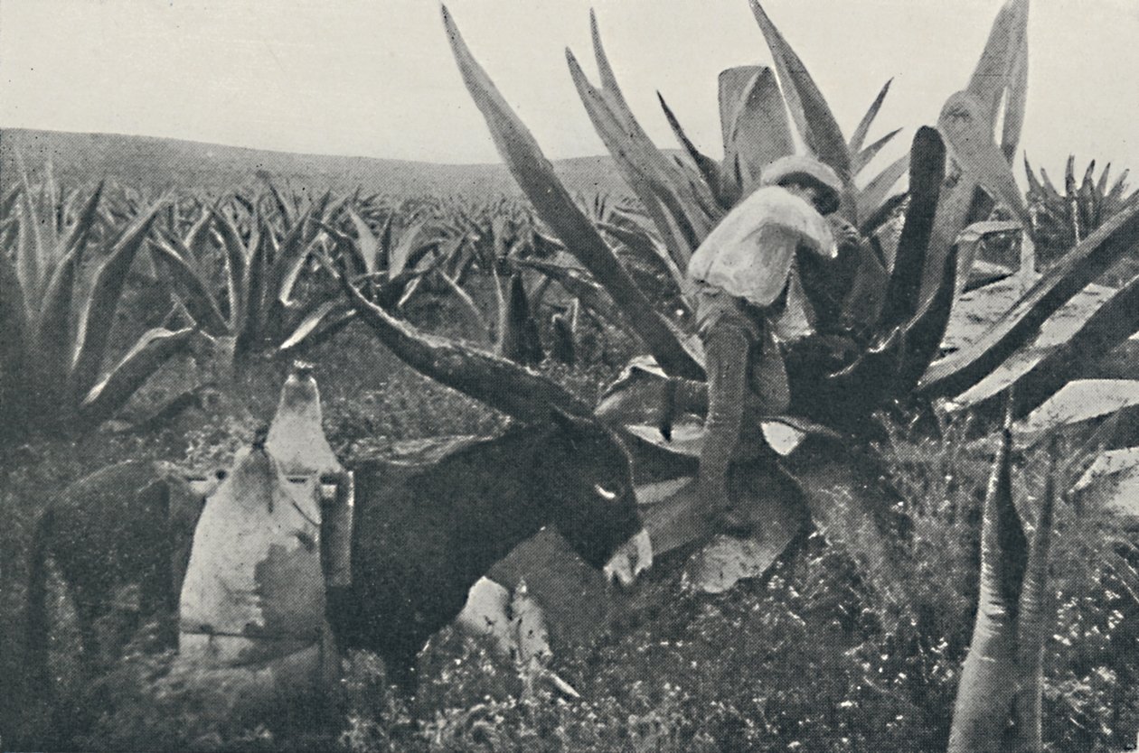 Indsamling af honning-vand fra en Maguey, 1916 af Unbekannt