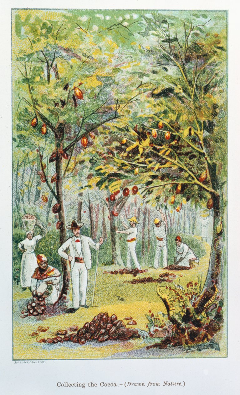 Indsamling af kakao, Venezuela, 1892 af Unbekannt
