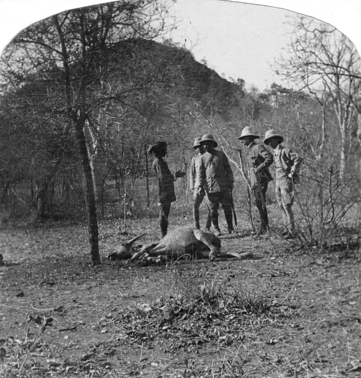 Oberst Afsurul Mulk på tigerjagt, Indien, 1900-tallet af Unbekannt