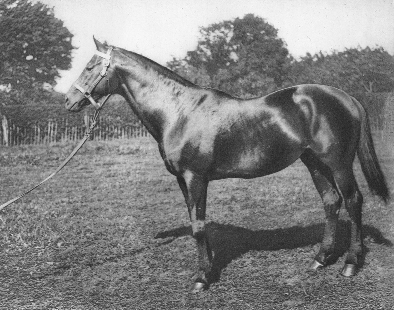 Almindelig, 1800-tallet, 1911 af Unbekannt