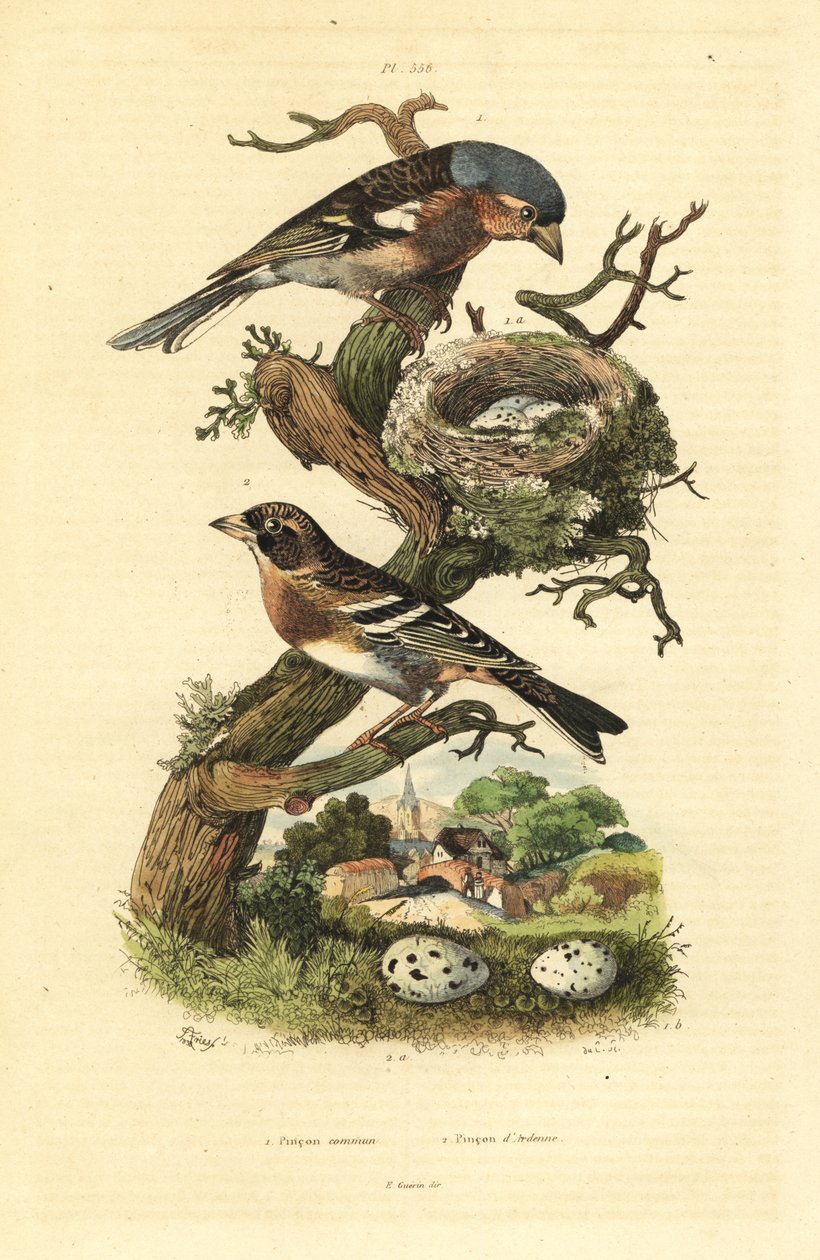 Almindelig bogfinke, Fringilla coelebs, rede og æg, og brambling, Fringilla montifringilla med æg Pinson commun et pinson d
