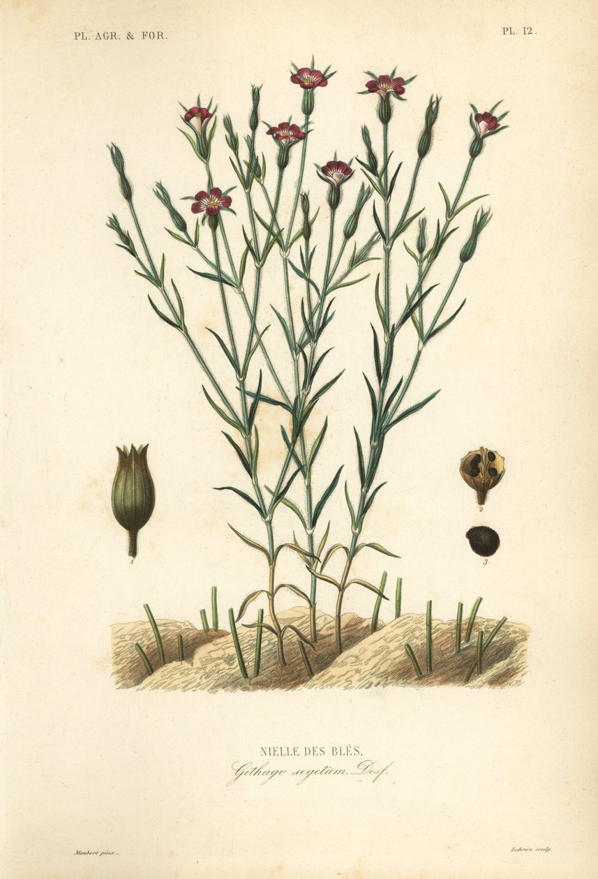 Almindelig majsmusling, Agrostemma githago, Githago segetum, Nielle des bles, Håndfarvet stålgravering af L af Unbekannt