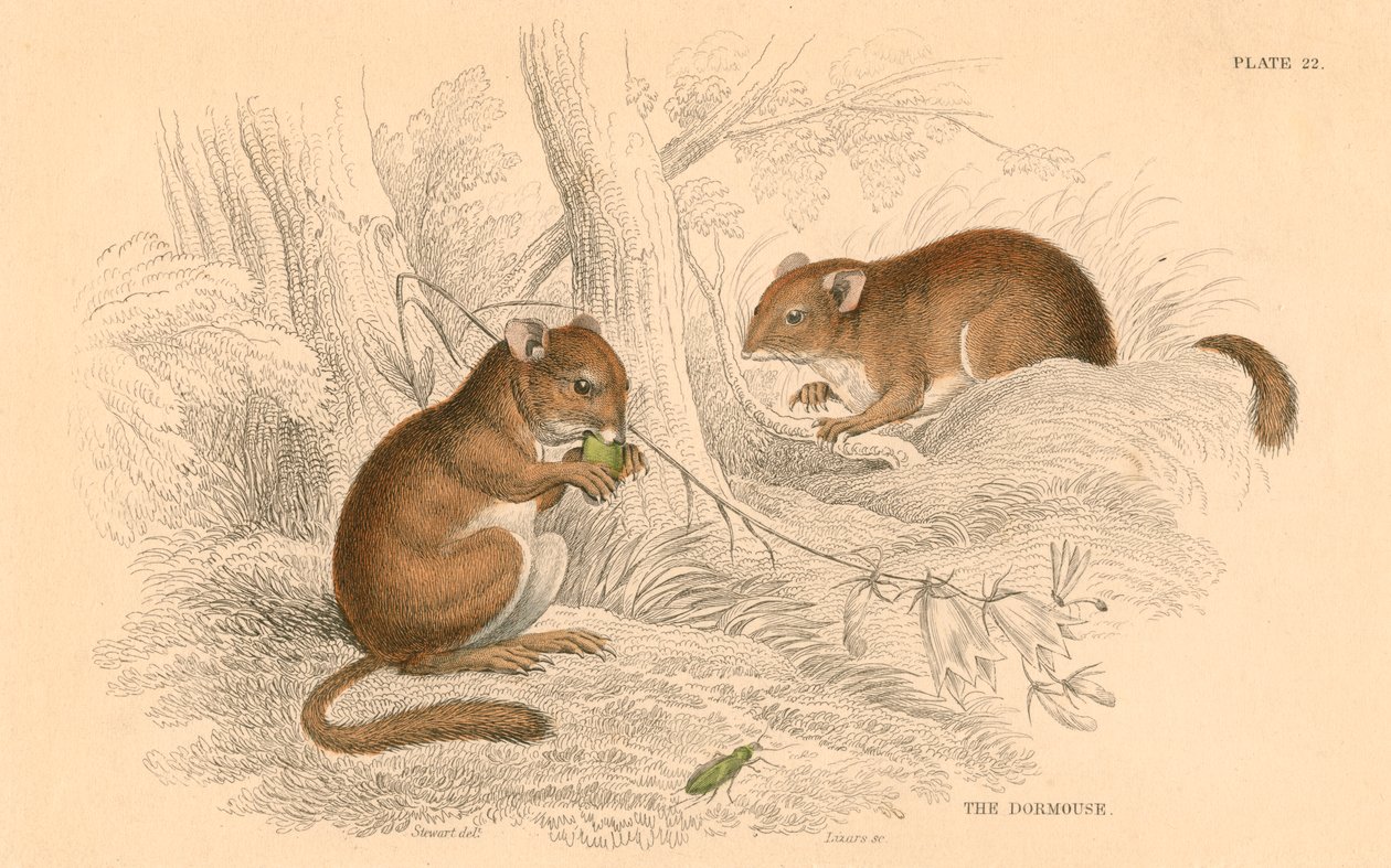 Almindelig hvælving Muscardinus arvellanarius, gnaver i dvale, 1828 af Unbekannt