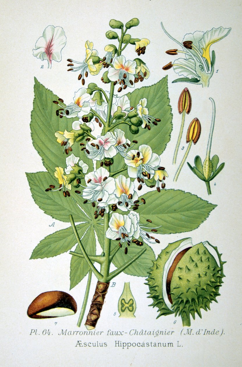 Almindelig hestekastanje, 1893 af Unbekannt