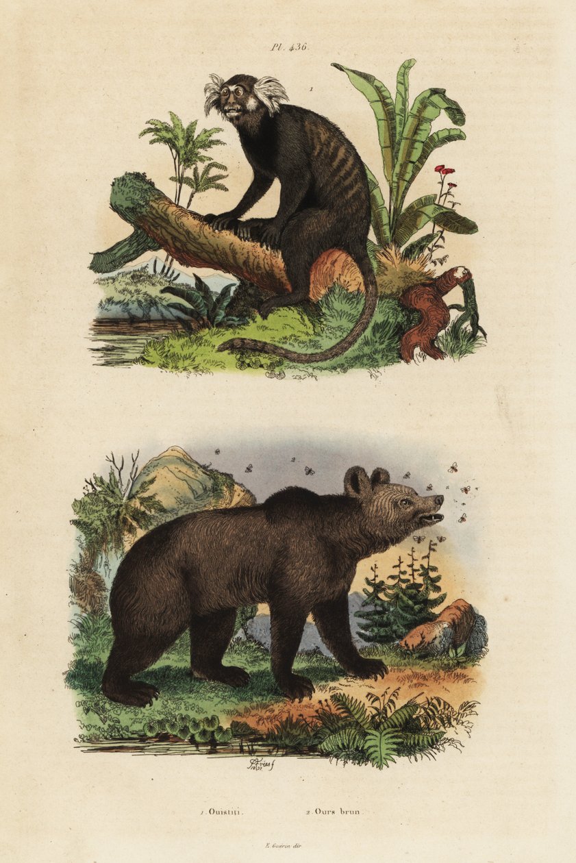 Almindelig silkeabe, Callithrix jacchus 1, og brunbjørn, Ursus arctos, med bier 2 af Unbekannt
