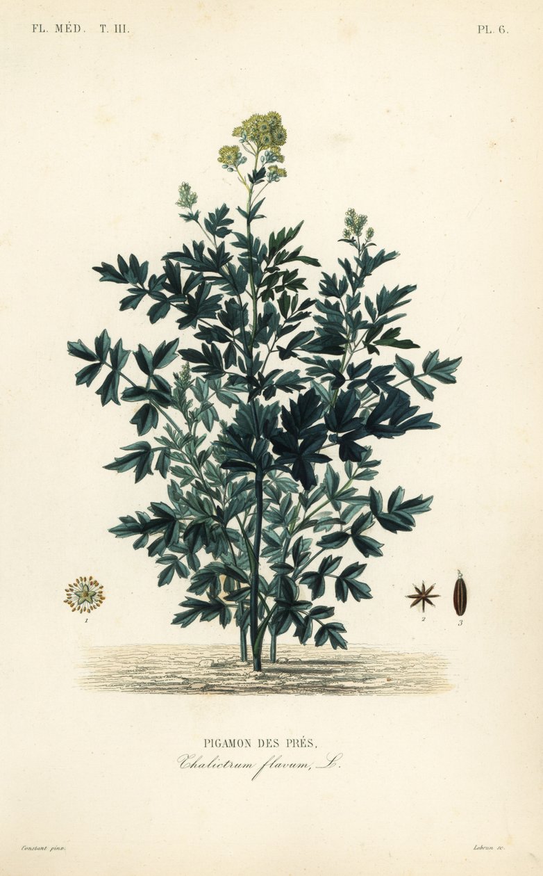 Almindelig engrue, Thalictrum flavum, Pigamon des pres af Unbekannt