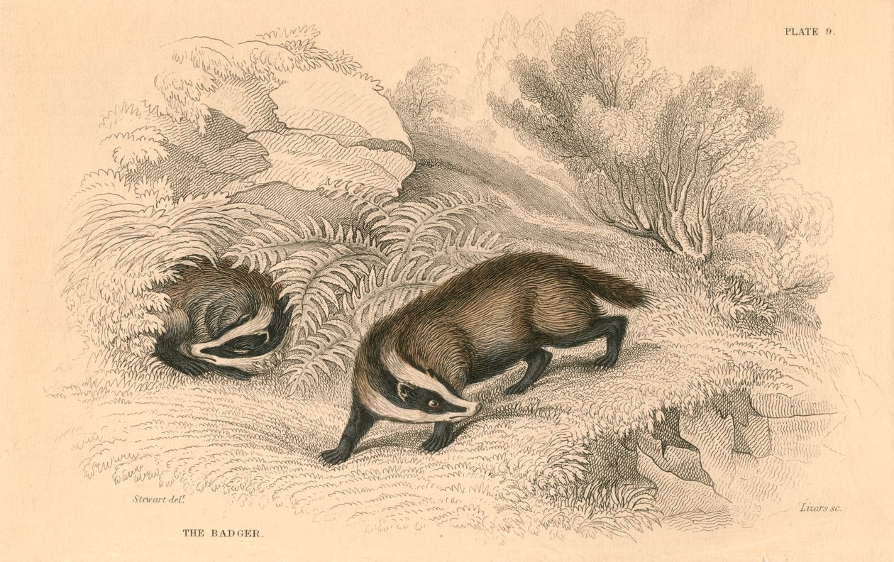 Almindelig eller eurasisk grævling Meles meles, 1828 af Unbekannt
