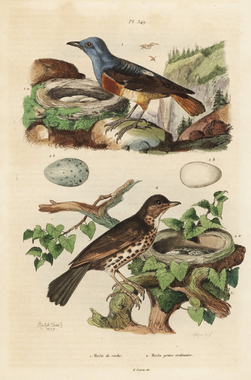 Almindelig stendrossel med rede og æg, Monticola saxatilis, og sangdrossel med rede og æg, Turdus philomelos af Unbekannt