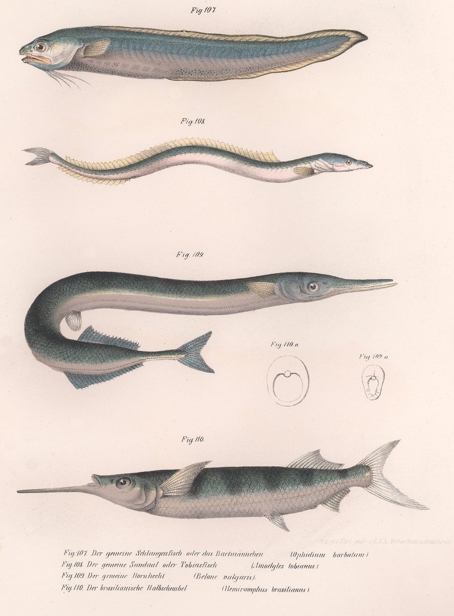 Almindelig slangefisk. Almindelig tobis. Almindelig Hornhecht. Brasiliansk halvnæb, ca. 1850