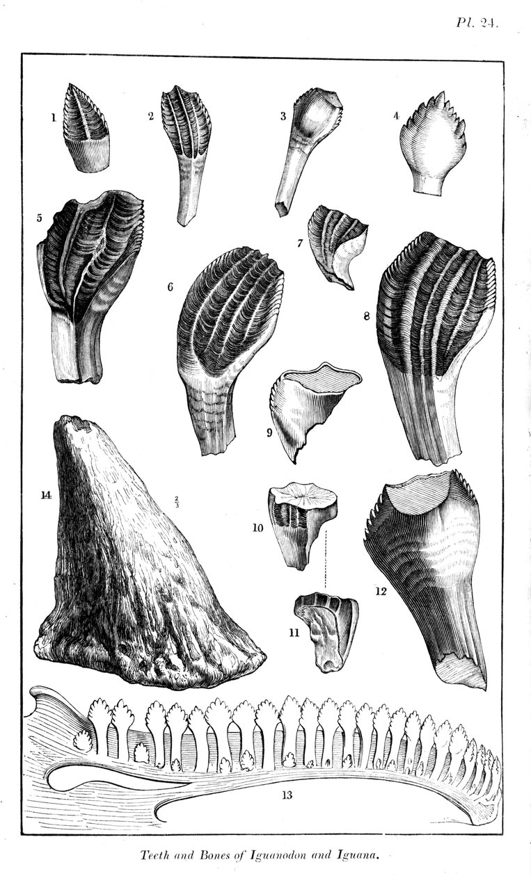 Sammenligning af tænderne på en iguanodon med tænderne på en moderne leguan, 1836 af Unbekannt