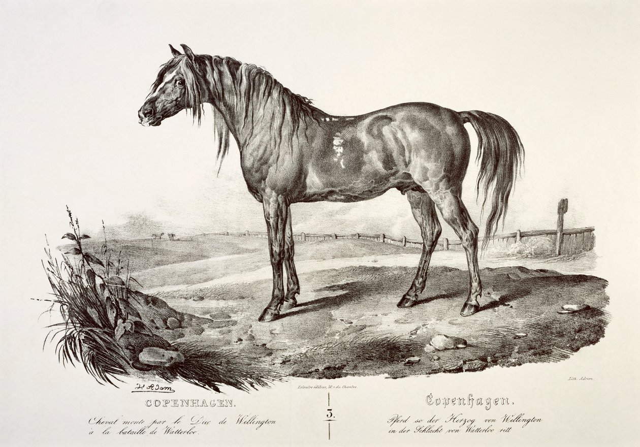 København, hertugen af Wellingtons hest, 1800-tallet af Unbekannt