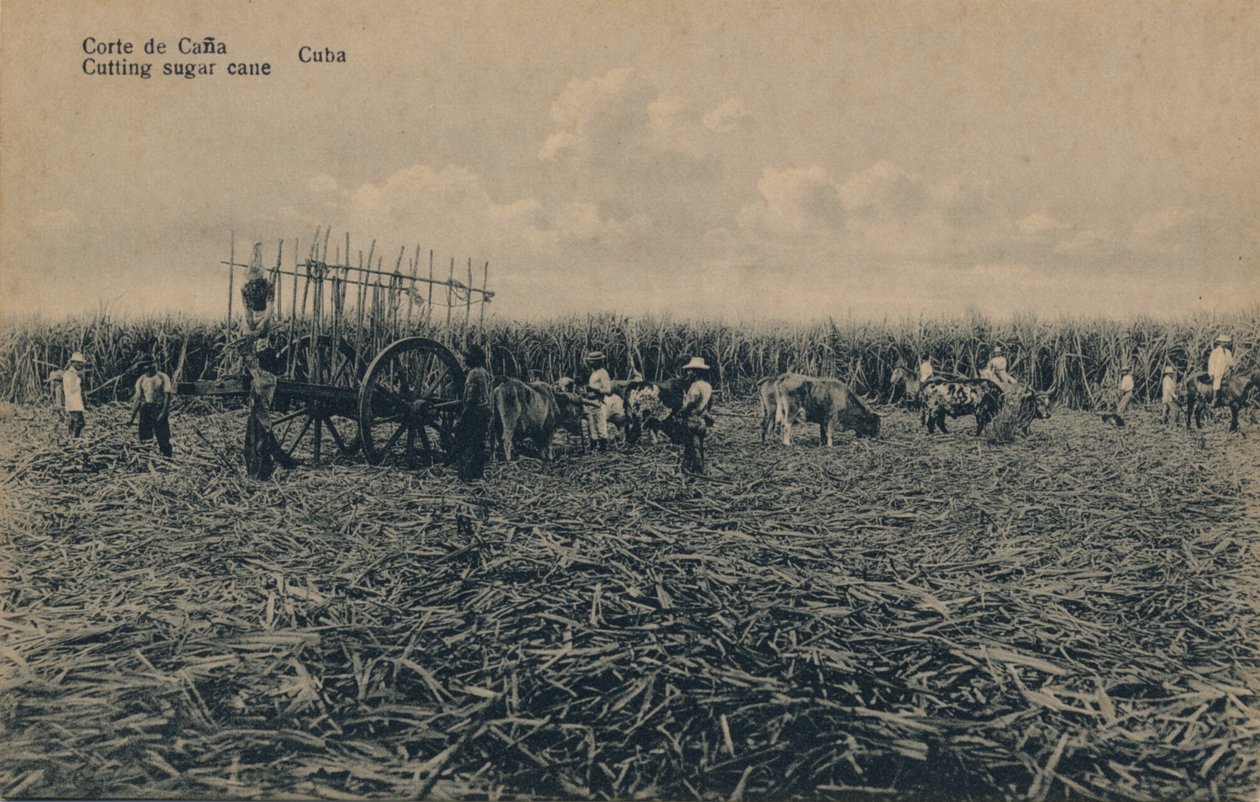 Corte de Cana - Skæring af sukkerrør - Cuba, c1910 af Unbekannt