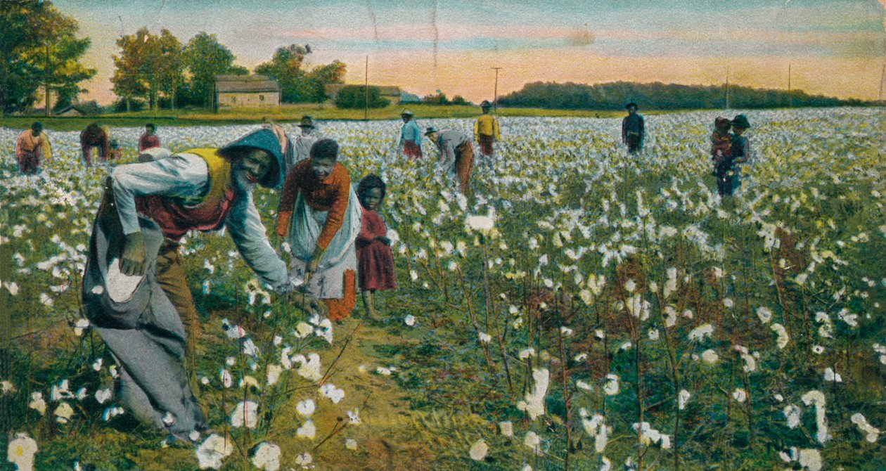 Bomuldsplukning, Augusta, Georgia, c1900 af Unbekannt
