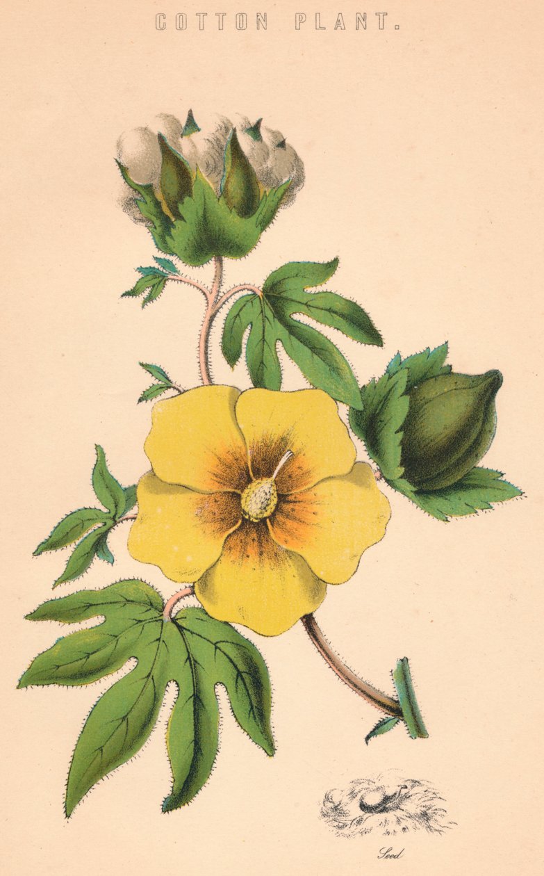 Bomuldsplante, c1800-tallet af Unbekannt