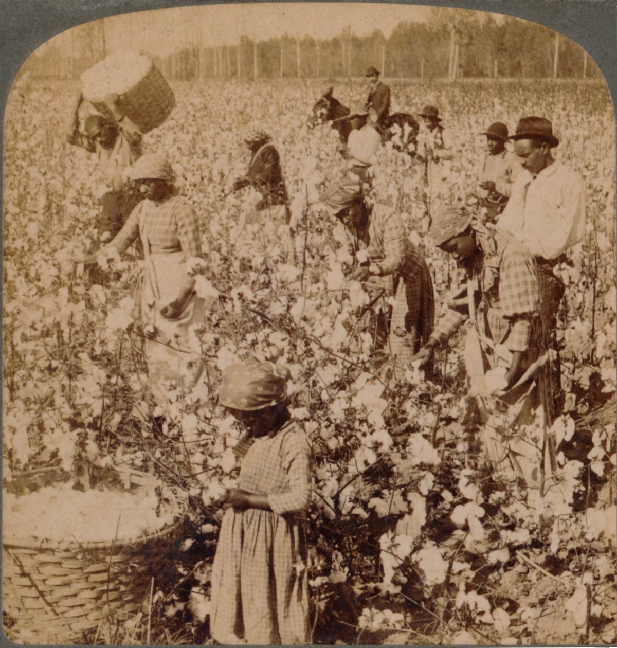 Bomuld er konge - plantagescene med plukkere på arbejde. Georgien, omkring 1900 af Unbekannt