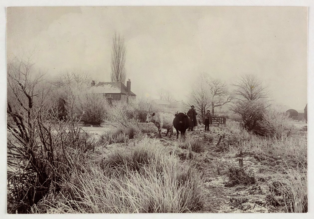 "Køer i en frostmark", vers 1890 af Unbekannt