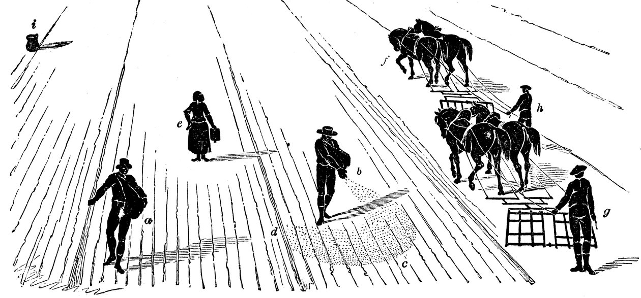 Sædskifte: såning og harvning af majs, 1855 af Unbekannt