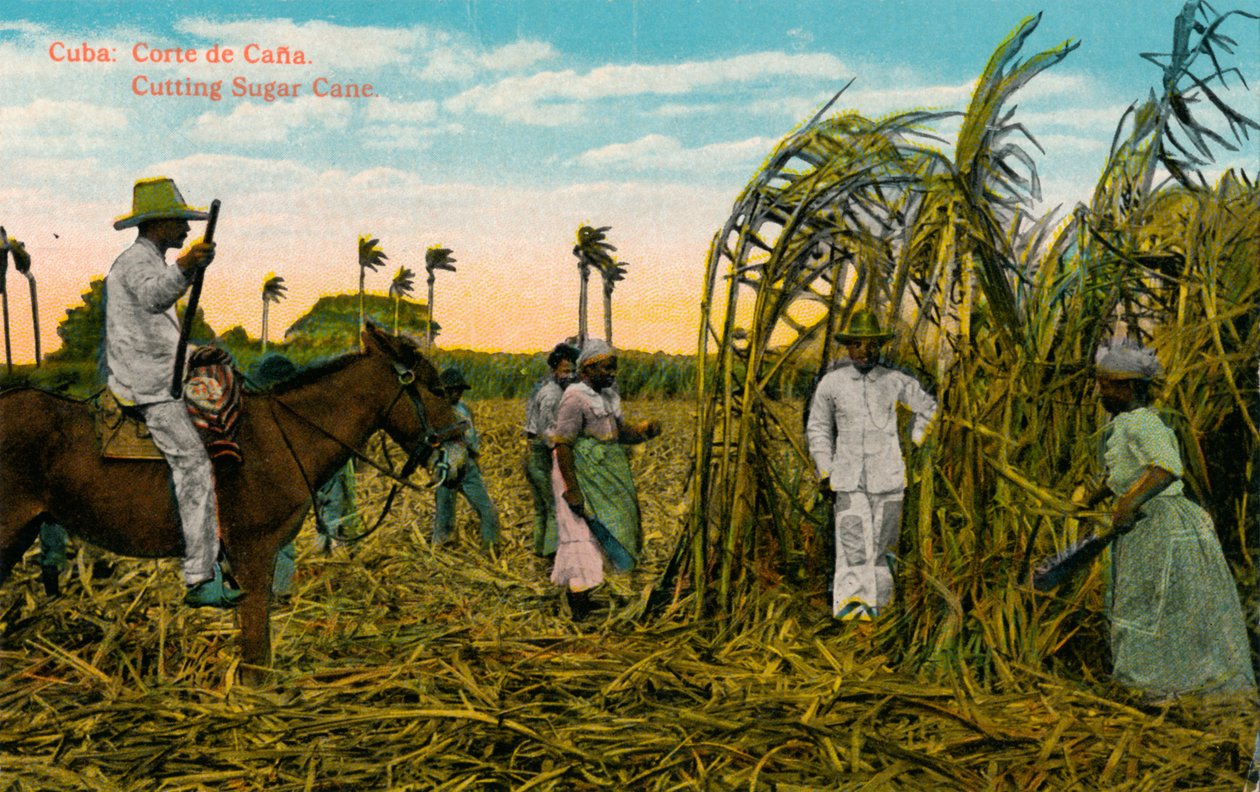 Cuba: Cut of Cana Cutting Sugar Cane, c1910 af Unbekannt
