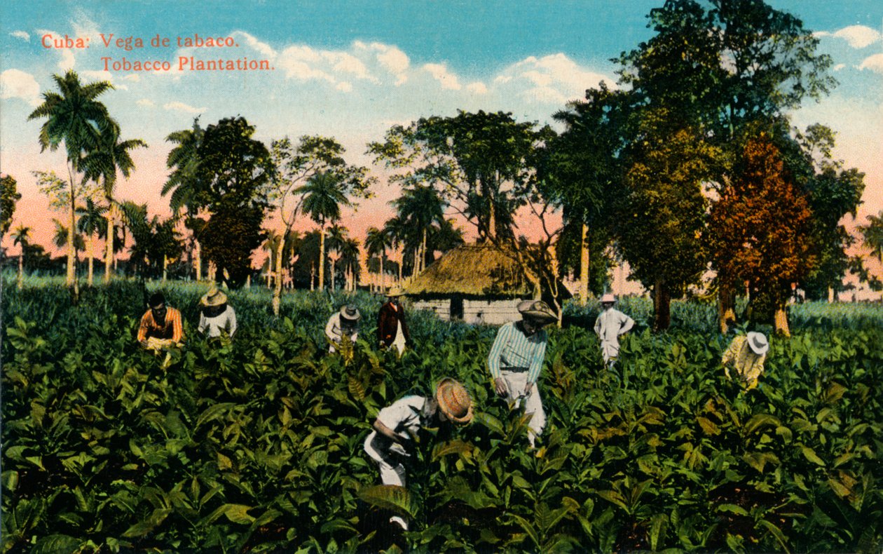 Cuba: Vega af tobak. Tobaksplantage, c1900 af Unbekannt