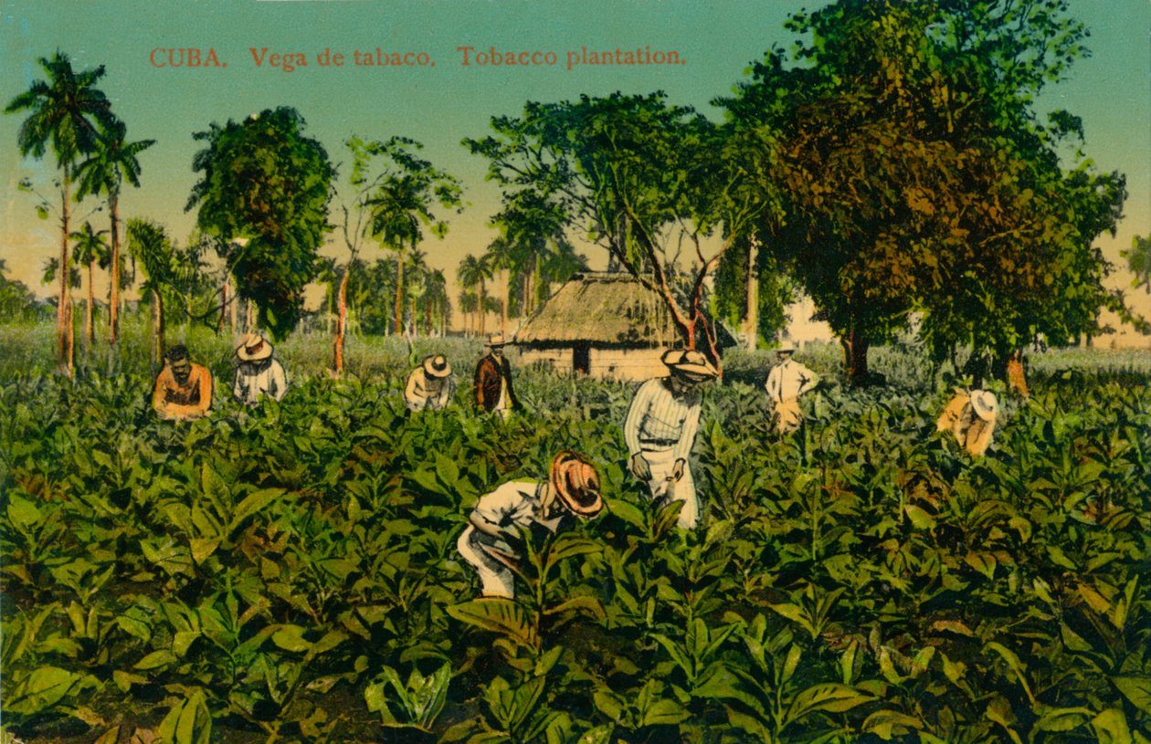 Cuba. Tobaksvin. Tobaksplantage, c1920