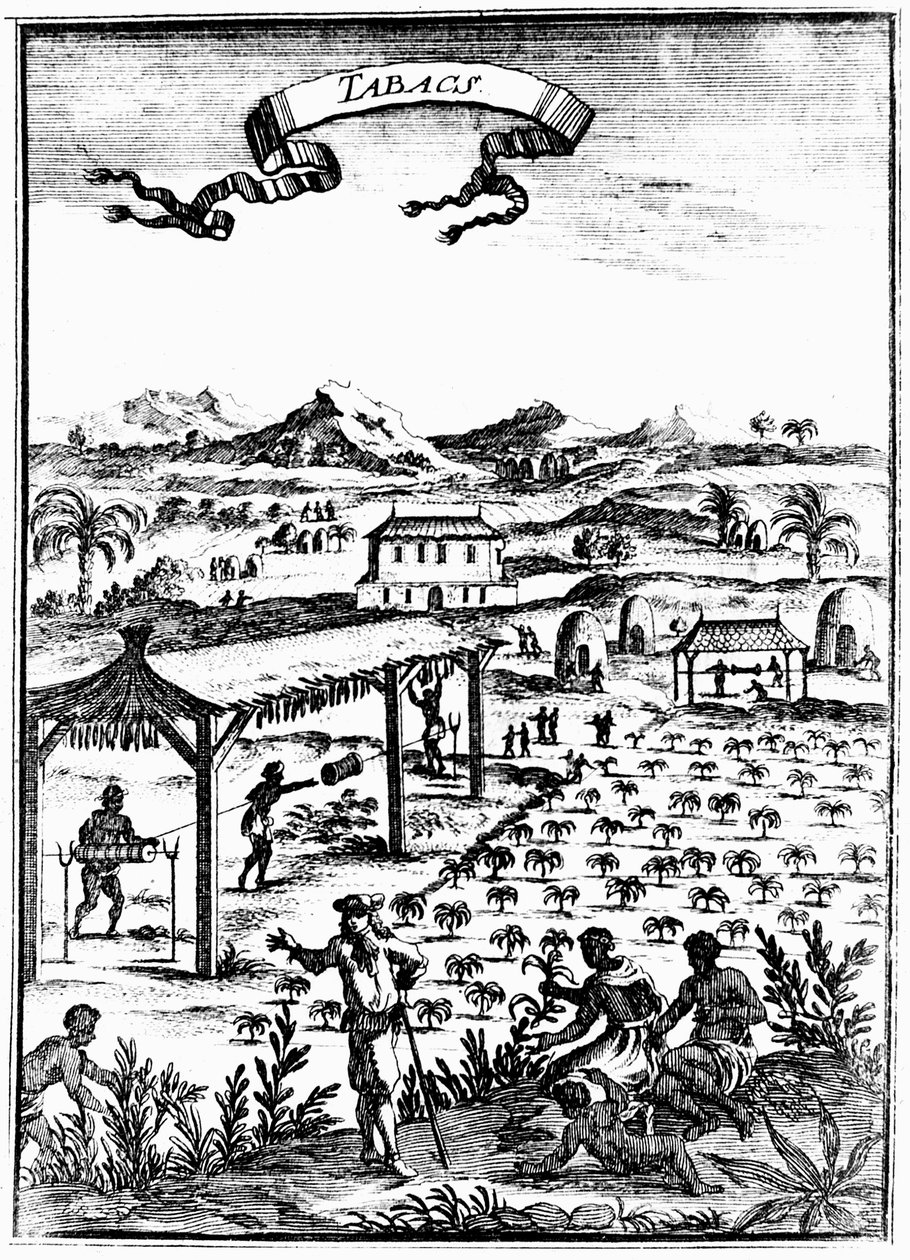 Dyrkning og kurering af tobak i Vestindien ved hjælp af slavearbejde, 1686 af Unbekannt