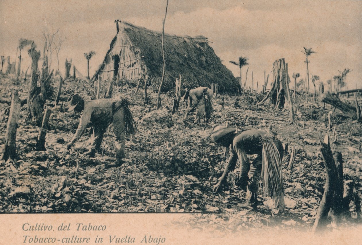 Tobaksdyrkning. Tobakskultur i Vuelta Abajo, c1900 af Unbekannt