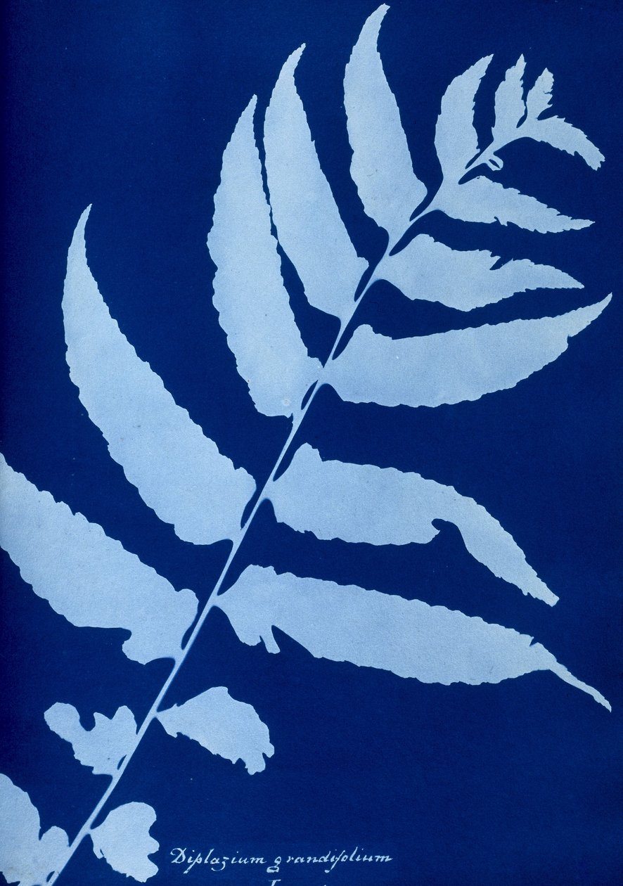 Cyanotype af Diplazium grandifolium af Unbekannt