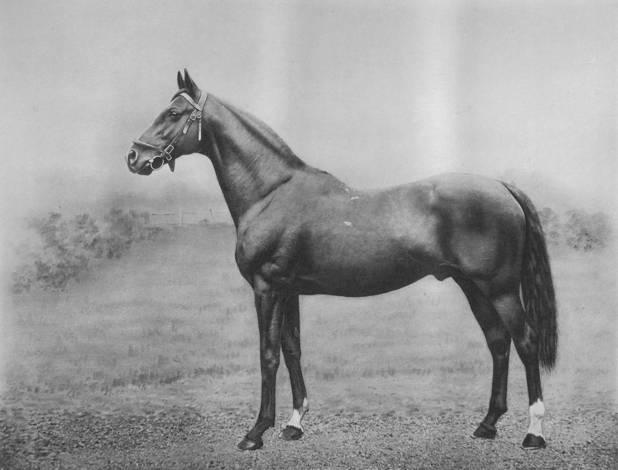 Cyllene, 1911 af Unbekannt