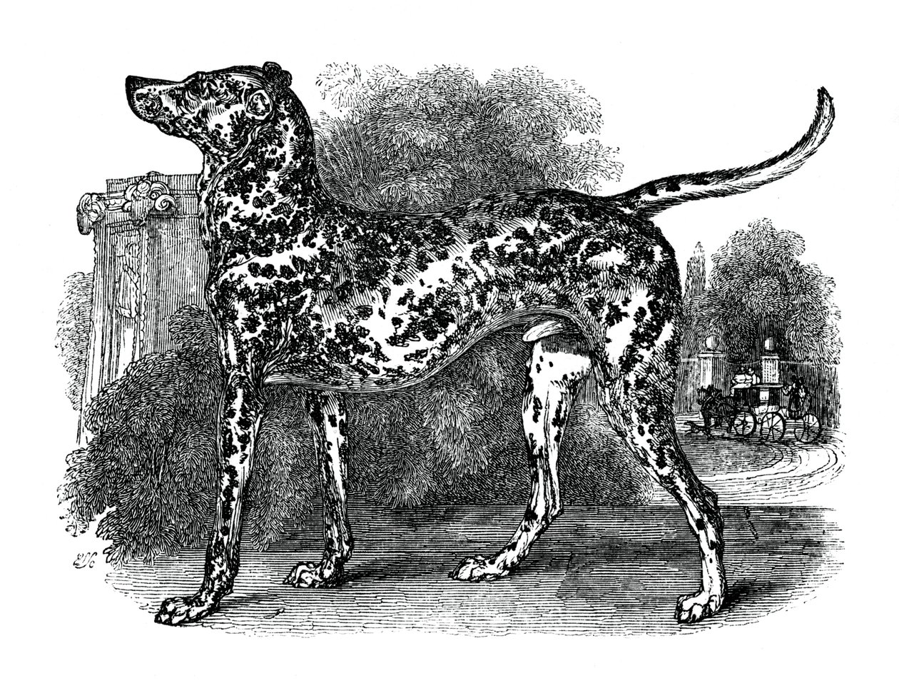 Dalmatisk hund, 1848 af Unbekannt