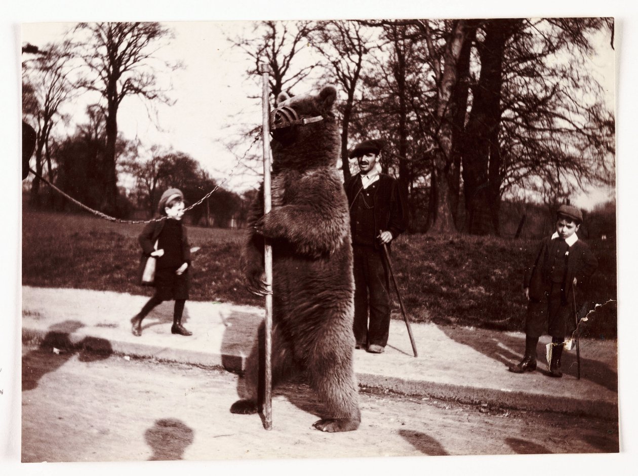 Dansende bjørn, c 1905 af Unbekannt