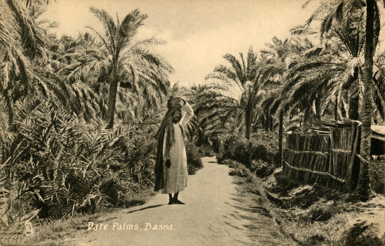 Daddelpalmer, Basra, c1918-c1939. af Unbekannt