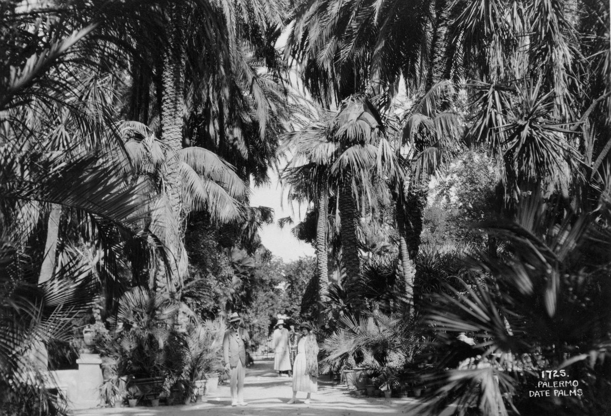 Daddelpalmer, Palermo, Sicilien, Italien, c1920