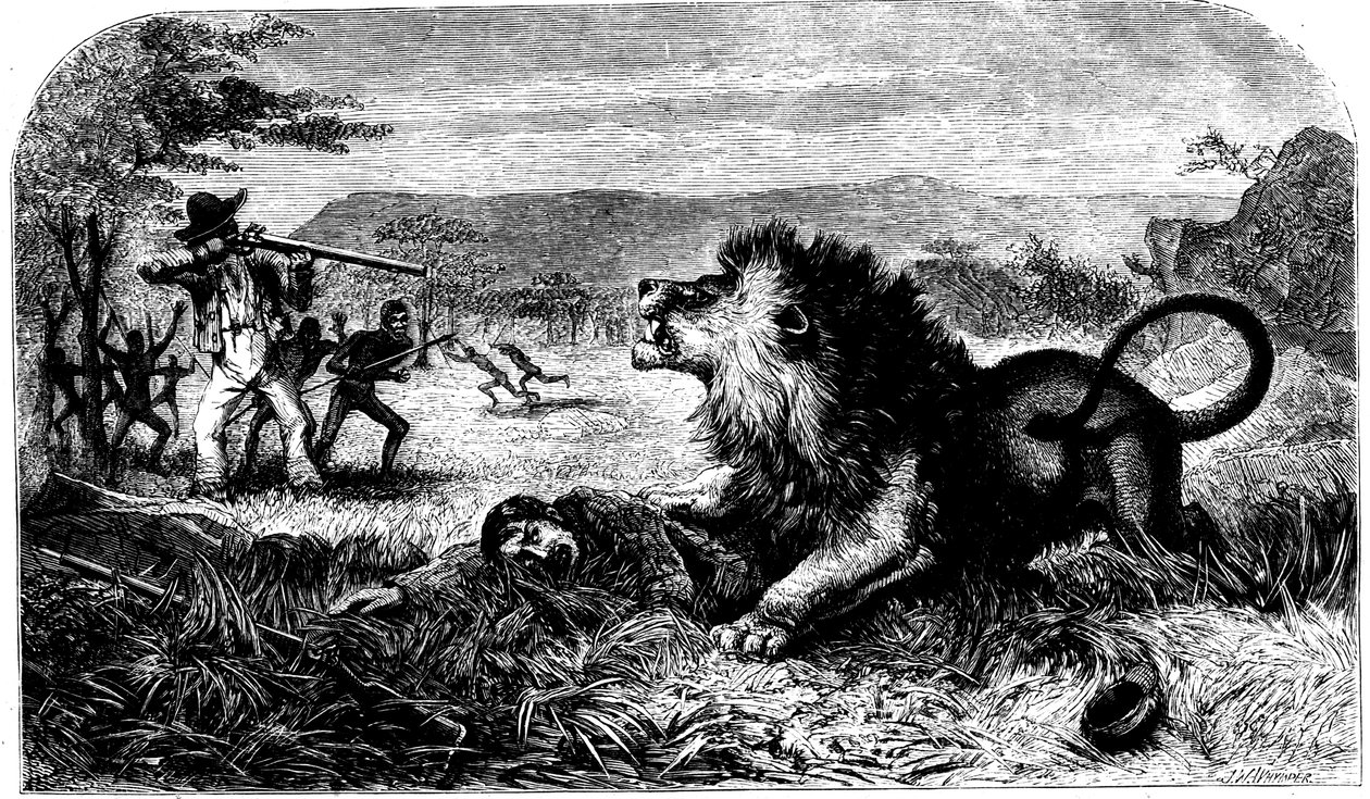 David Livingstone, reddet fra en løve af Mebalwe, en indfødt skolemester, 1857 af Unbekannt