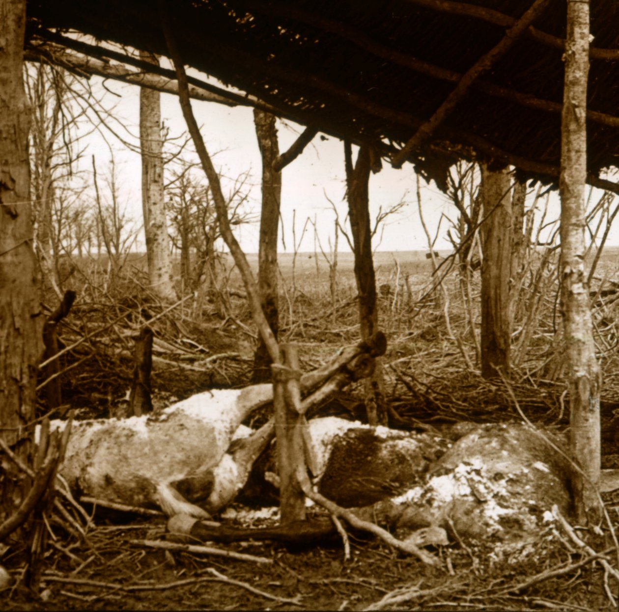 Døde heste, Verdun, Nordfrankrig, c1914-c1918 af Unbekannt