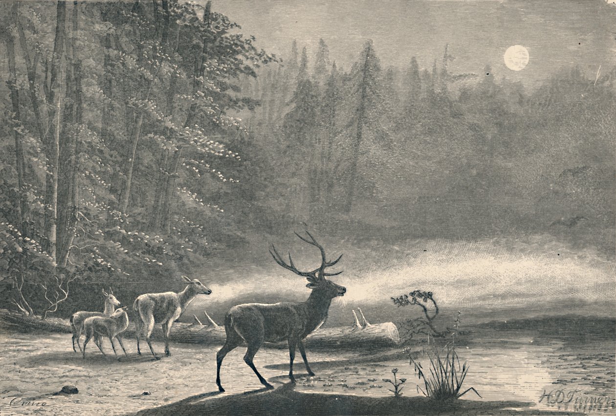 Hjorte ved Lake St. Regis, om natten, 1883 af Unbekannt