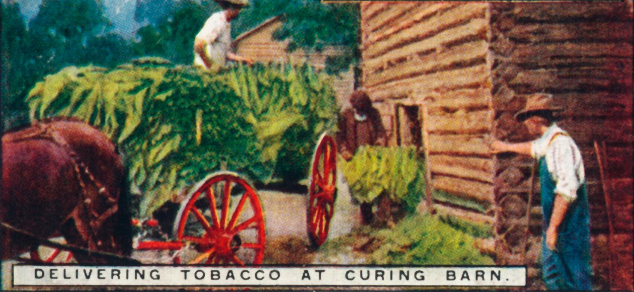Levering af tobak i Curing Barn, 1926 af Unbekannt