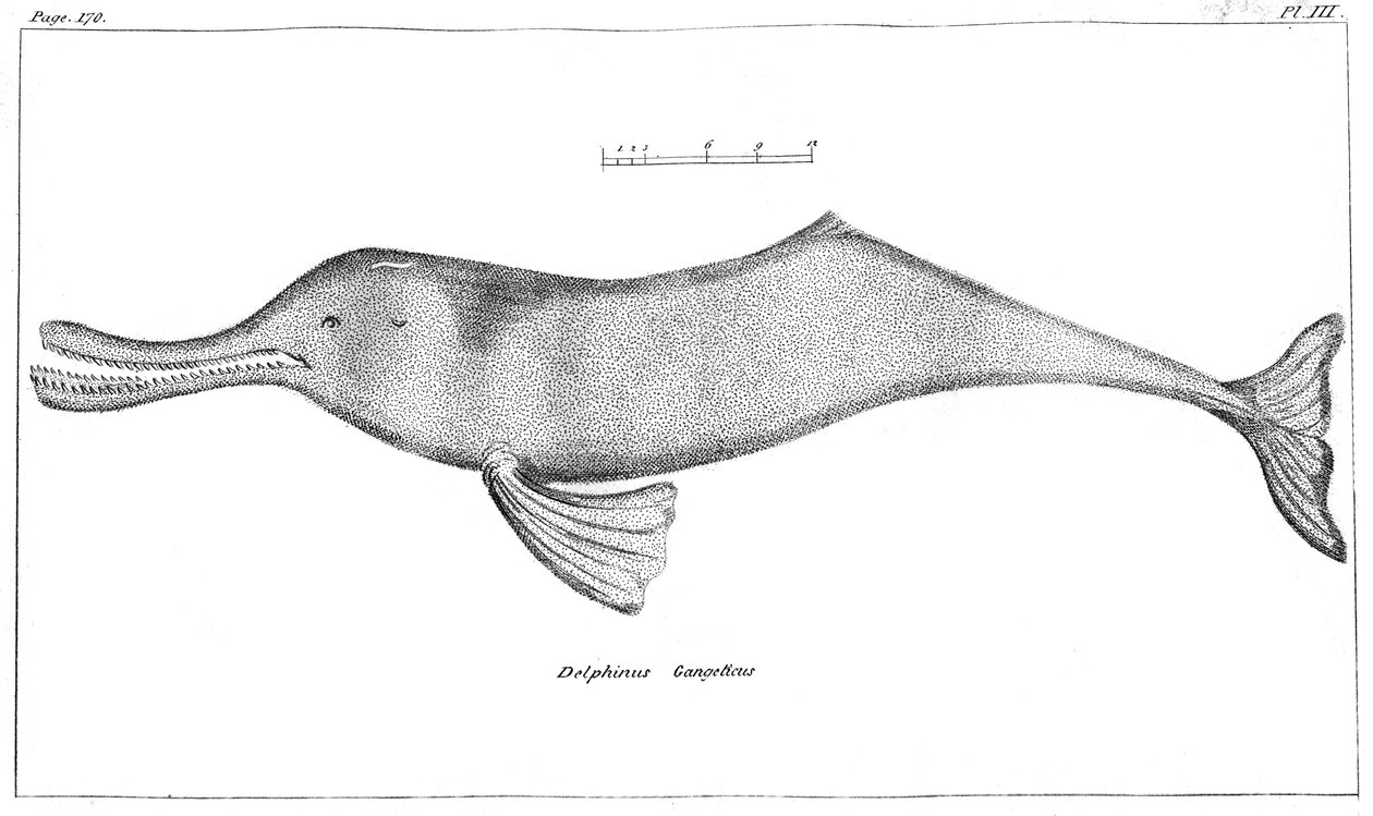 Delphinus Ganges Ganges River Dolphin, 1799 af Unbekannt