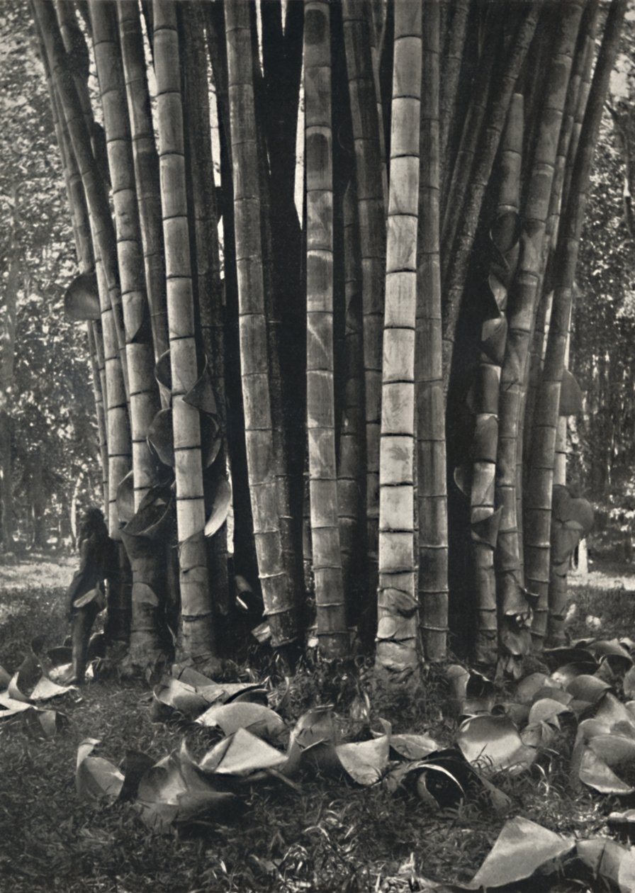Den nederste del af stilkene på en kæmpe bambusplante i Peradeniya, 1926 af Unbekannt